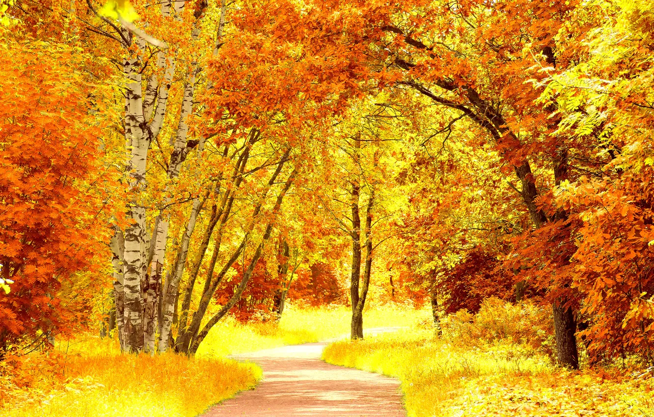 Фото обои дорога, осень, листья, деревья, пейзаж, природа, желтые, оранжевые