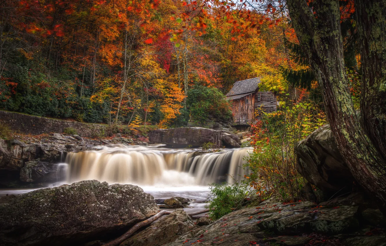 Фото обои осень, лес, листья, деревья, камни, стволы, краски, берег