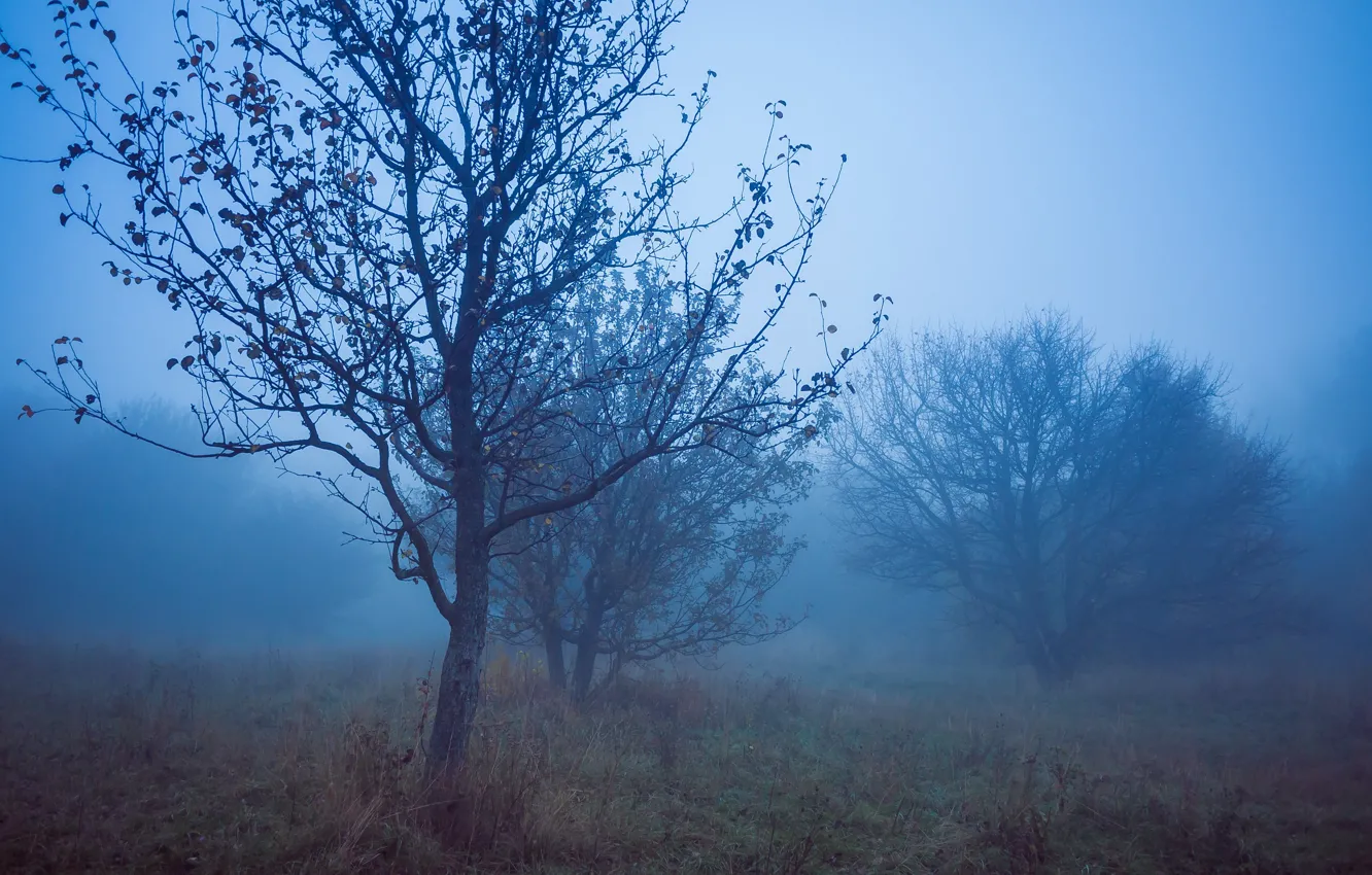 Фото обои Туман, Ночь, Осень, Fall, Night, Autumn, Fog