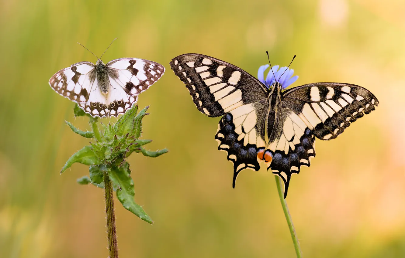 Фото обои бабочки, насекомые, фон, стебли, бабочка, две, растения