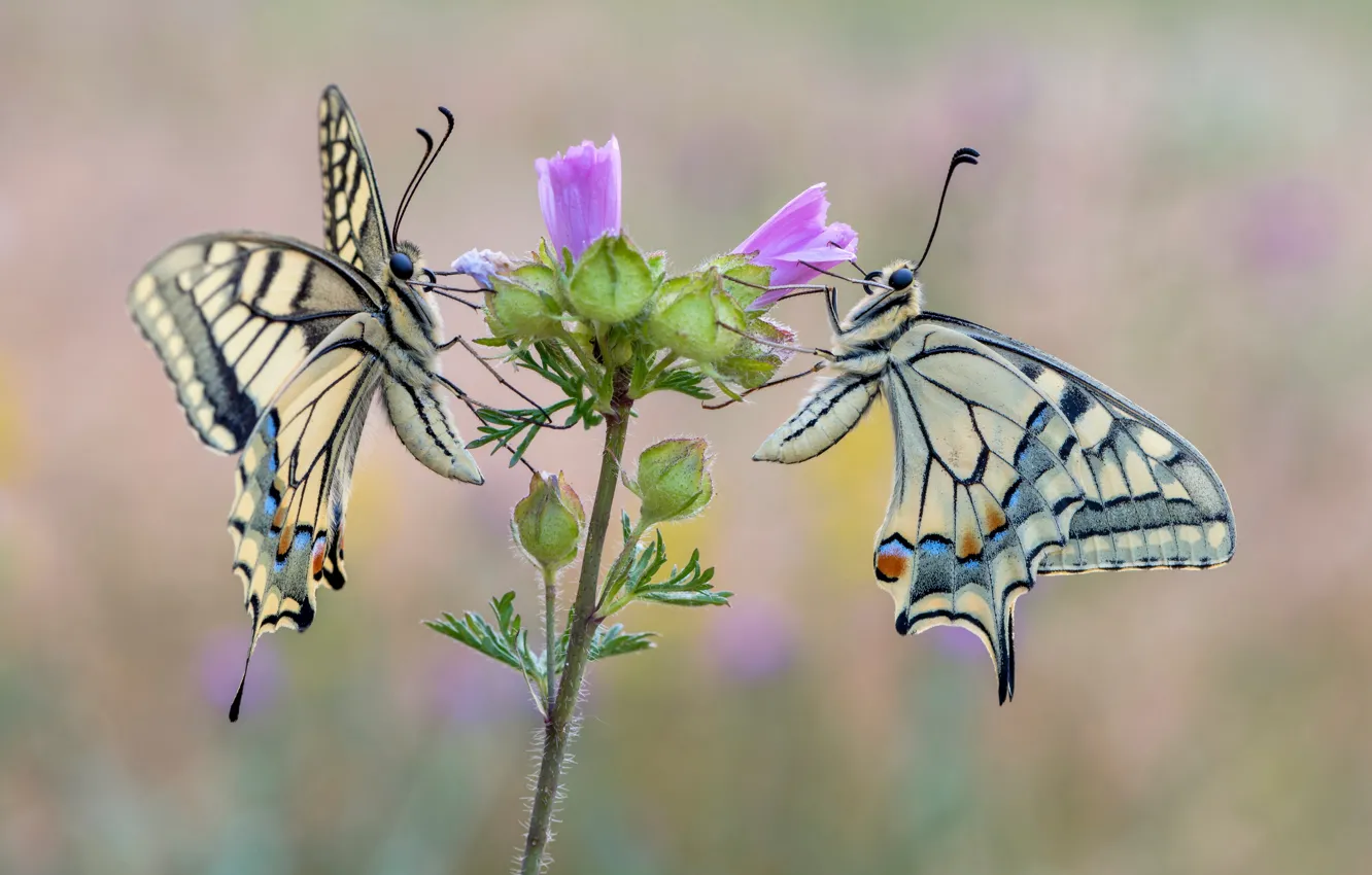 Фото обои лето, бабочки, пара, махаон