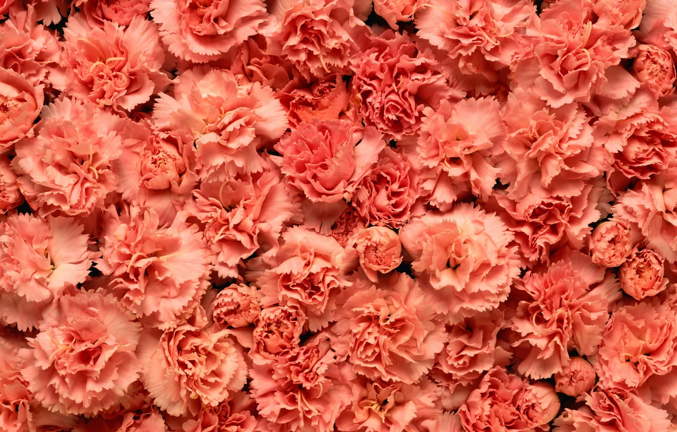 Фото обои макро, цветы, розовые