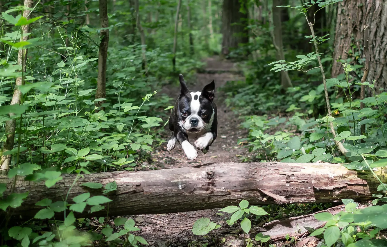 Фото обои forest, jump, speed, Bulldog Frances