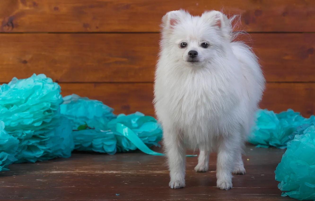 Фото обои белый, украшения, бумага, фон, голубой, доски, собака, щенок