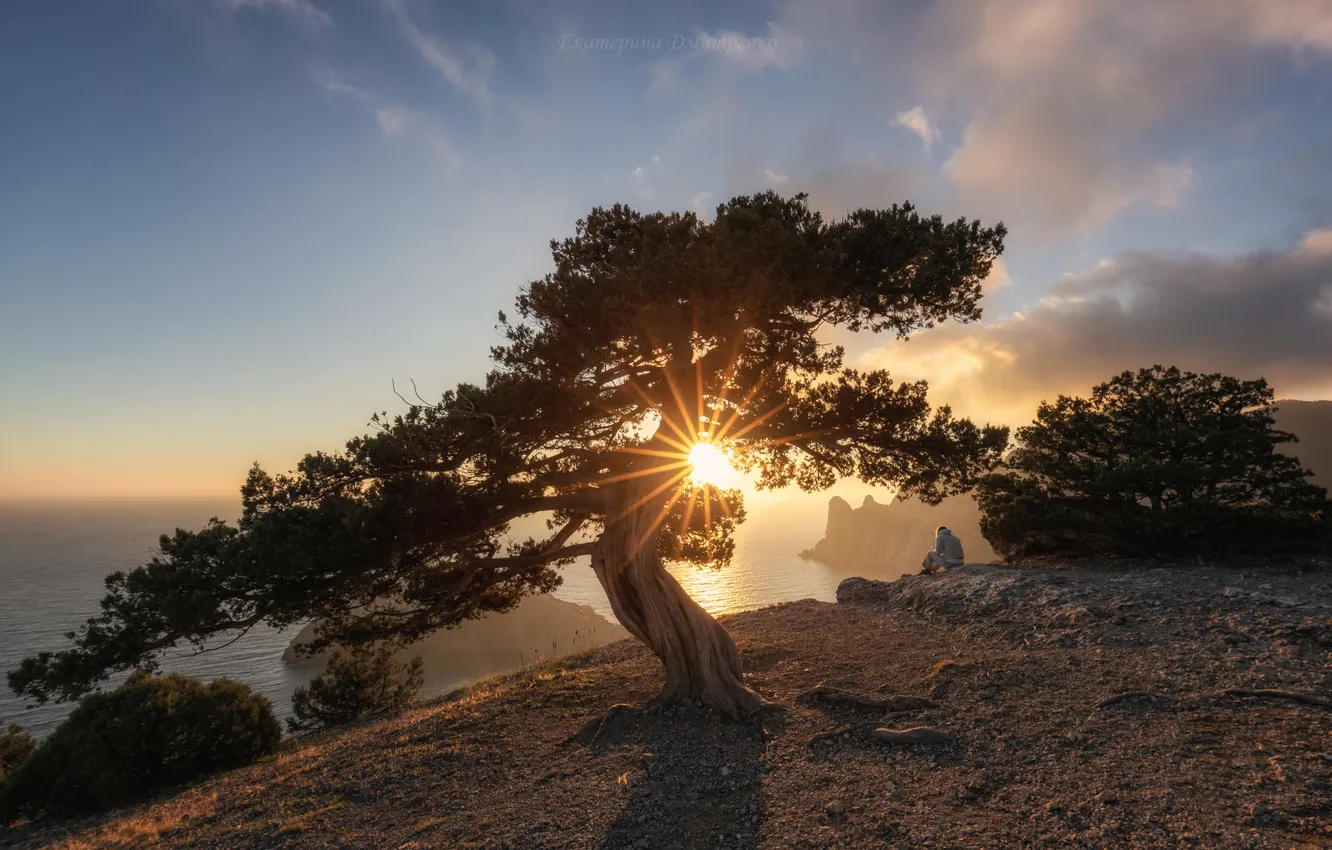 Фото обои light, sunset, tree, sun
