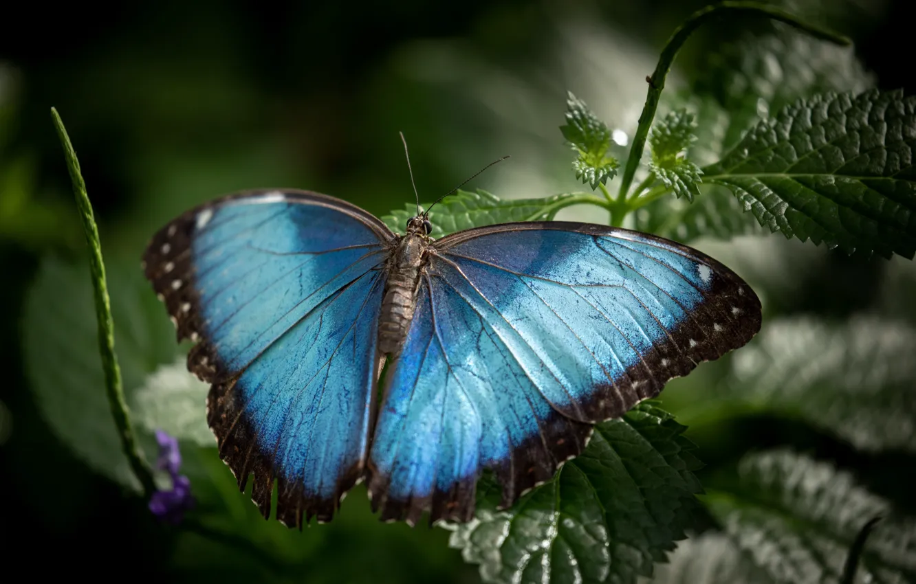 Фото обои листья, макро, бабочка, голубая