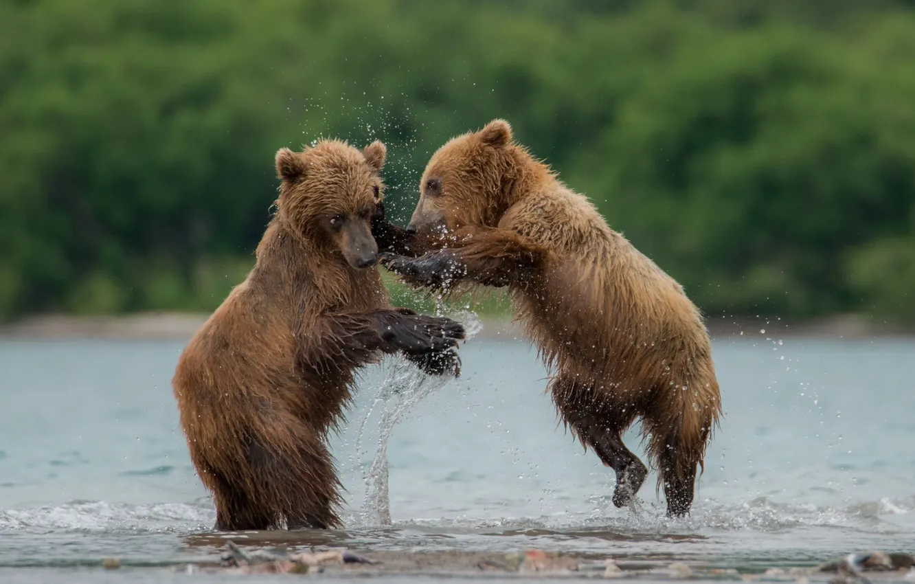 Фото обои лес, вода, медвежата, играются