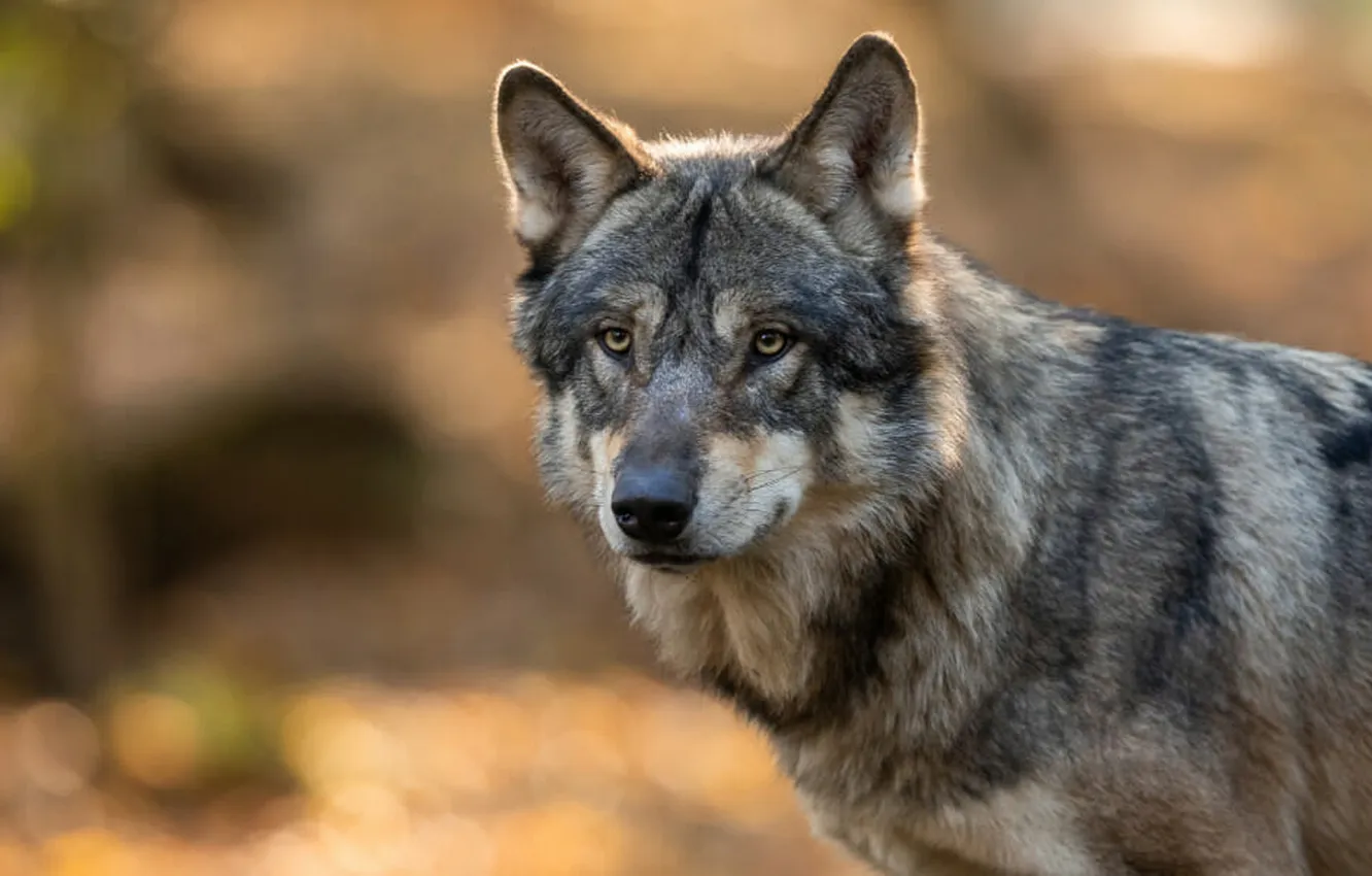 Фото обои fantasy, nature, art, snow, predator, face, animal, wolf