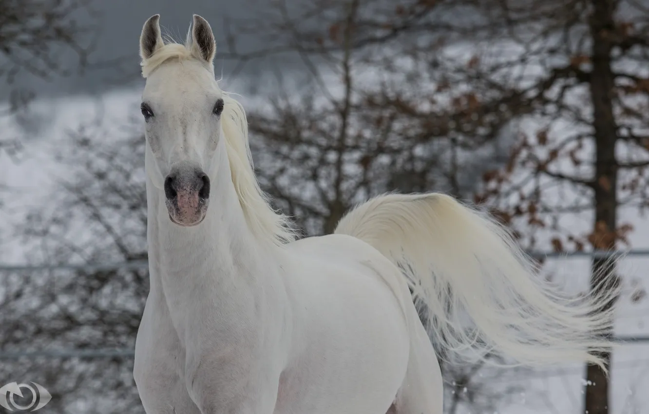 Фото обои морда, конь, лошадь, бег, грива, хвост, грация, (с) OliverSeitz