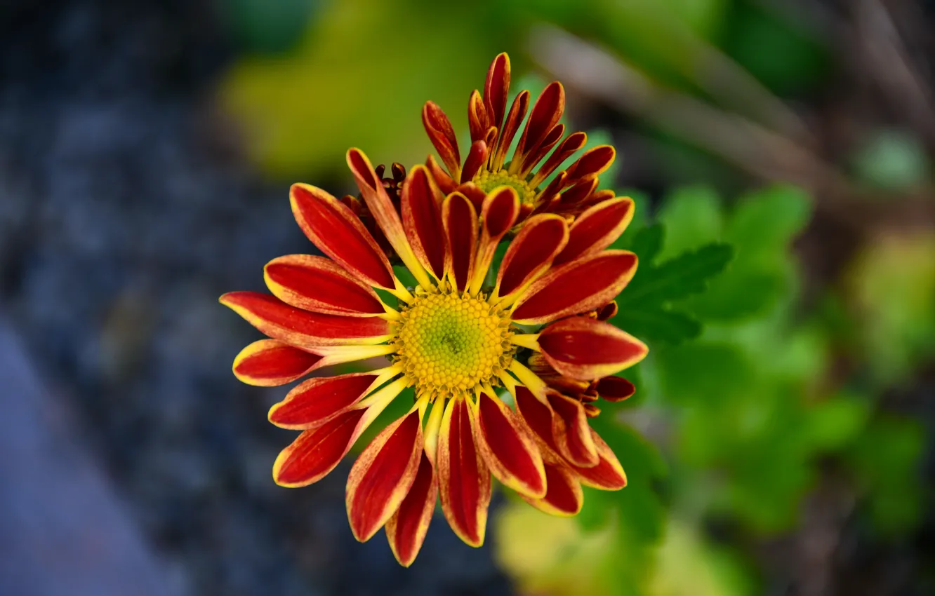 Фото обои Blüte, Herbatblume, Friedhofsblume