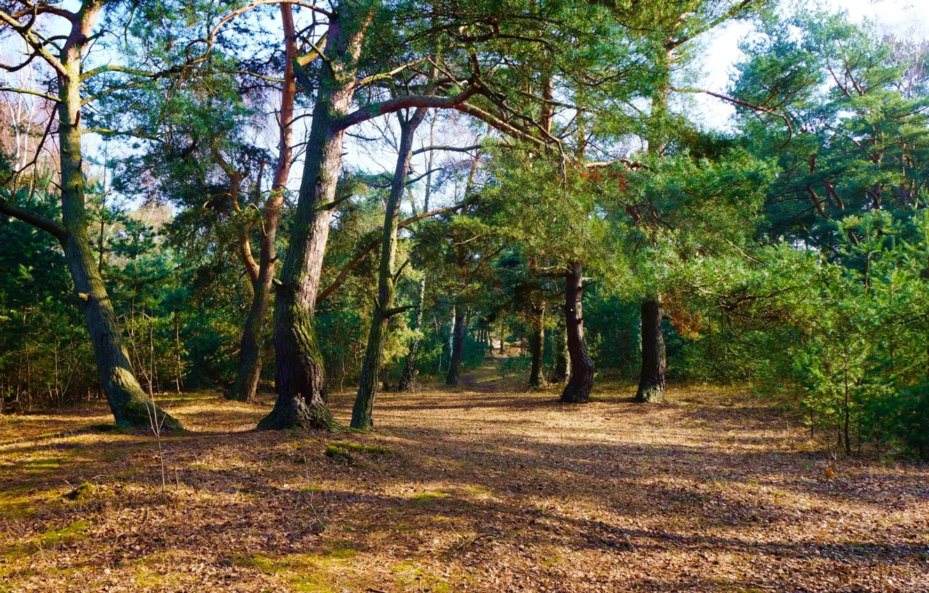 Фото обои forest, park, tree