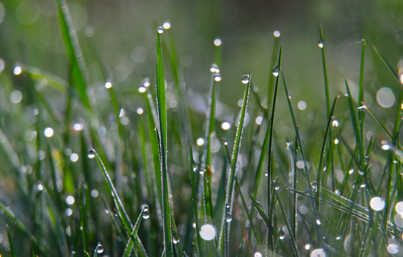 Фото обои grass, water, dew drops, dropd