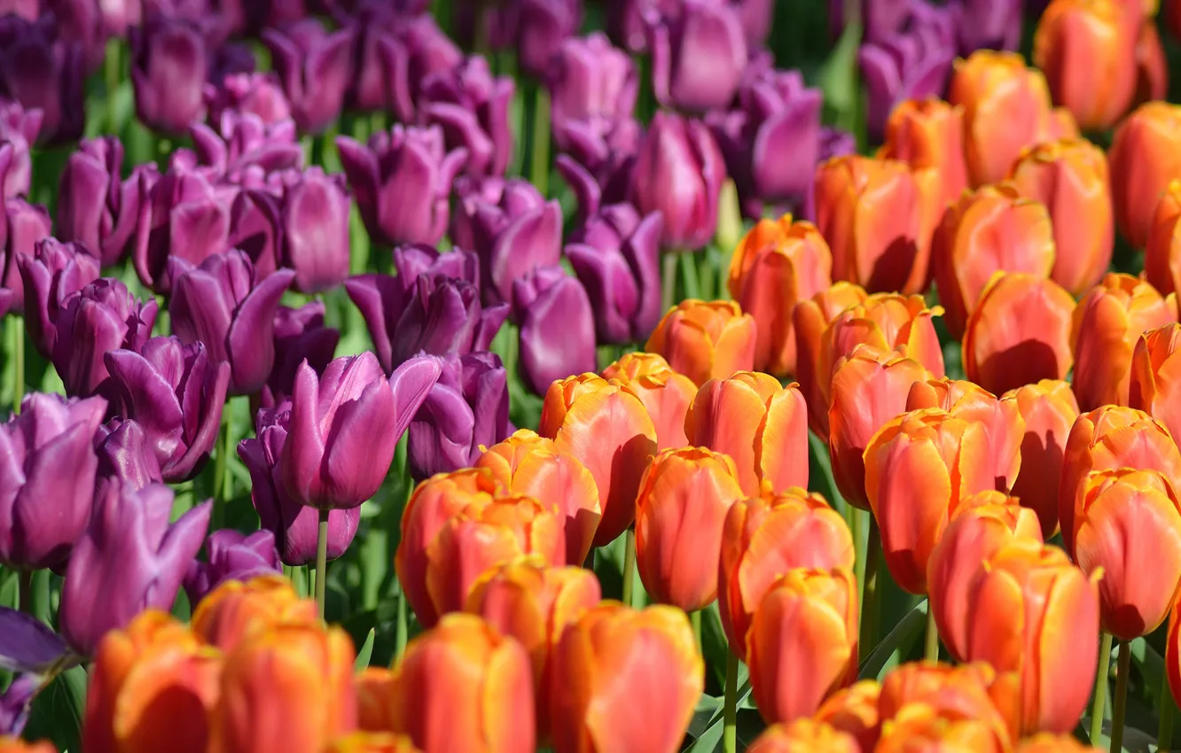 Фото обои парк, тюльпаны, Нидерланды, бутоны, много, Netherlands, Keukenhof, Кёкенхоф