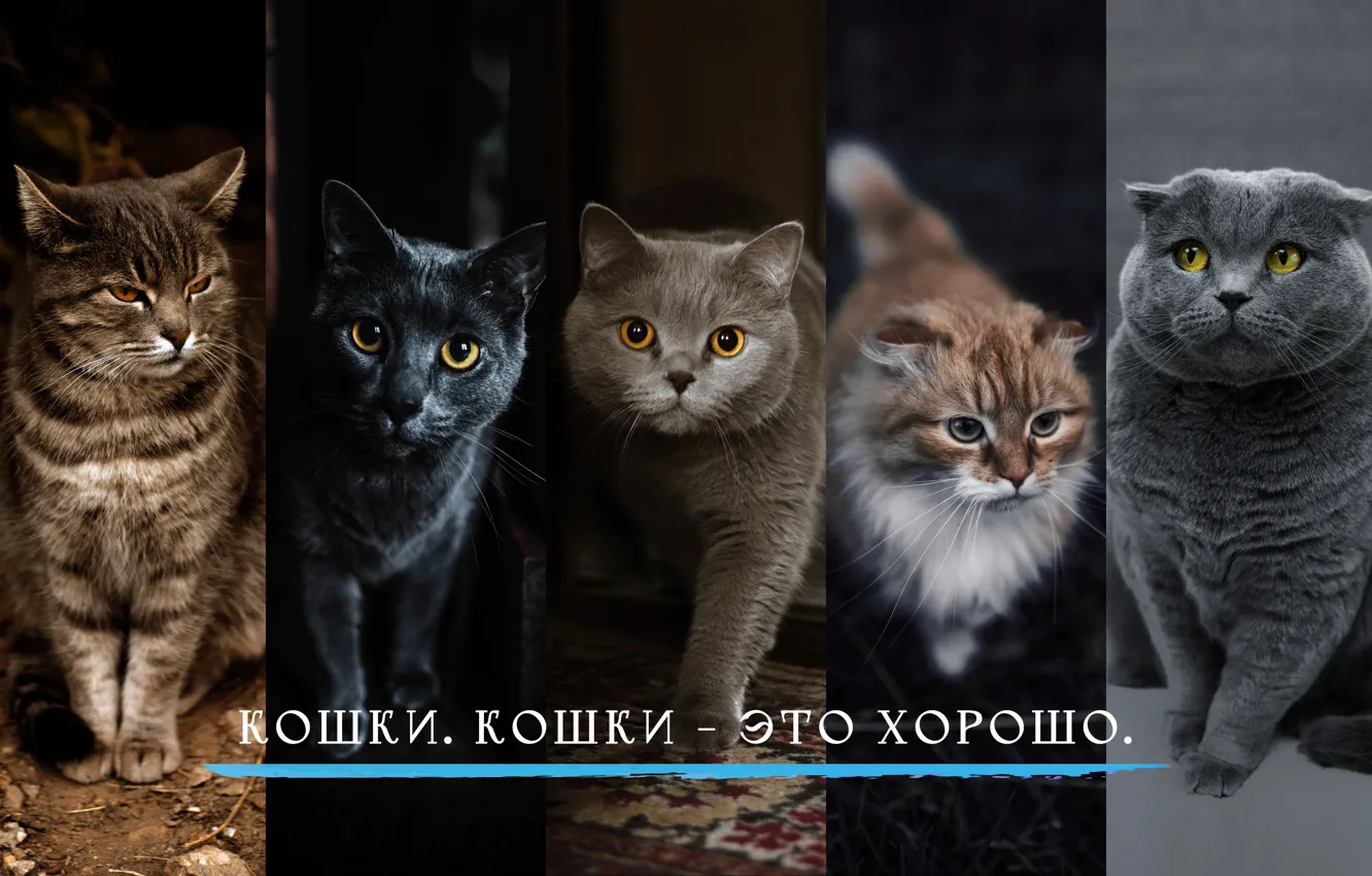 Фото обои кошка, черный кот, цитата, британский, короткошерстный, скоттиш-фолд, Терри Пратчетт, Плоский Мир