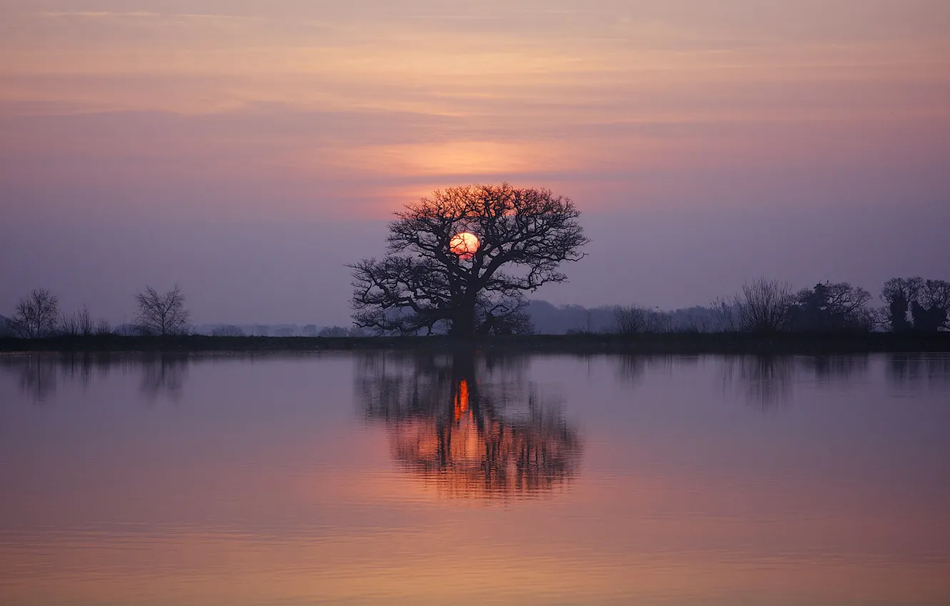 Фото обои twilight, sunset, lake, tree, dusk, reflection, branches