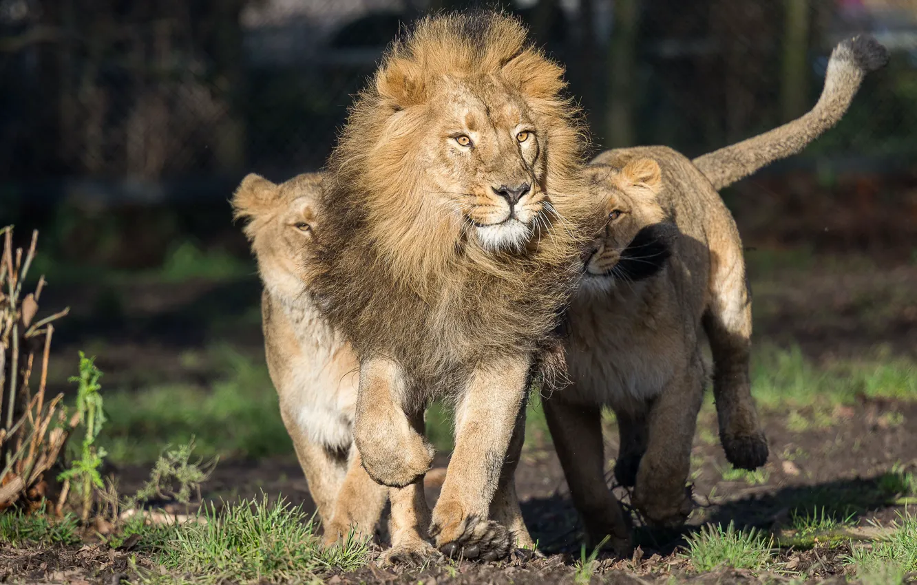 Фото обои хищники, лев, бег, львицы