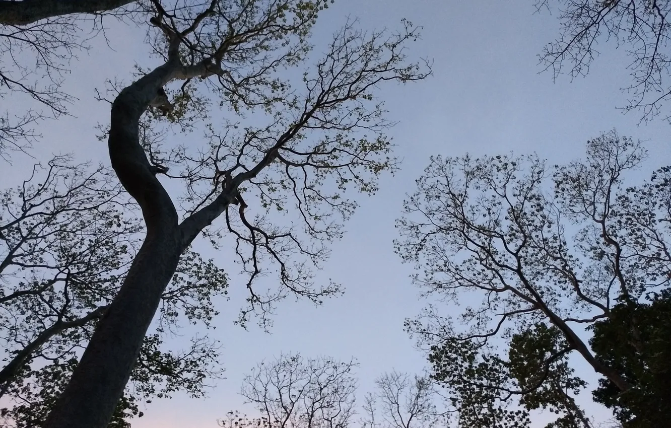 Фото обои Nature, sky, tree, evening, landscap