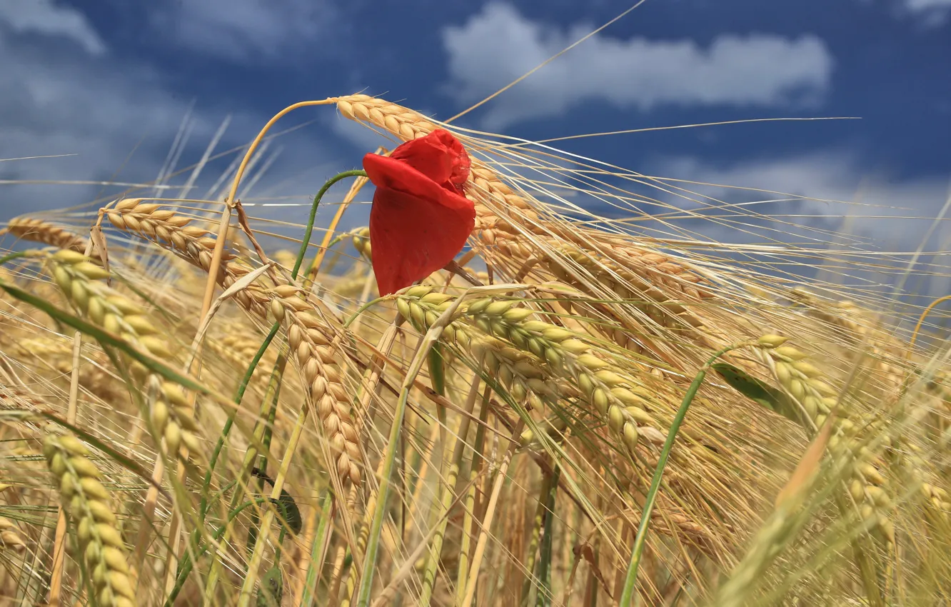 Фото обои пшеница, поле, цветок, мак, колосья