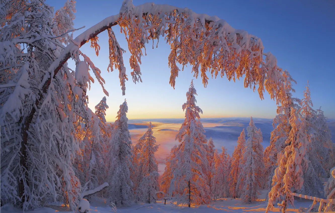 Фото обои зима, иней, деревья, Республика Саха