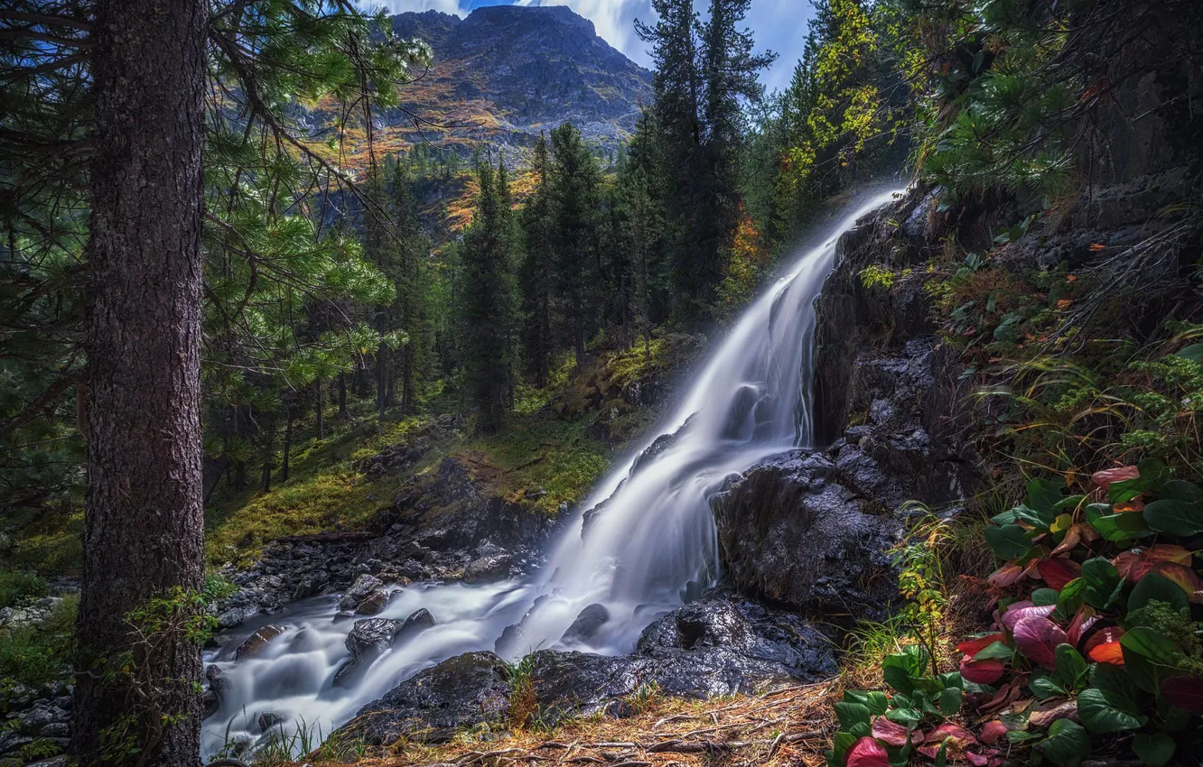 Фото обои лес, горы, камни, берег, водопад, поток