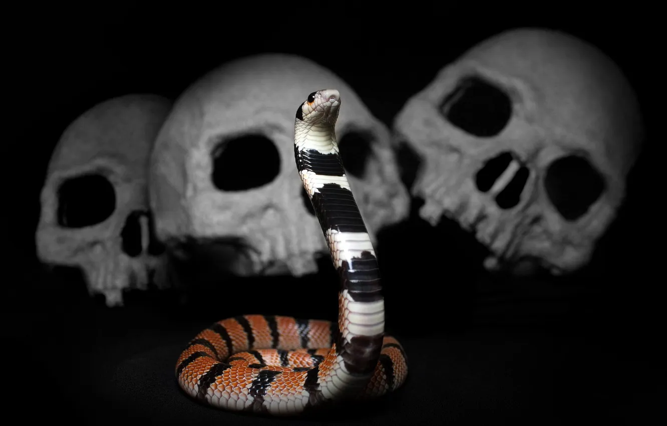 Фото обои snake, cobra, Aspidelaps lubricus