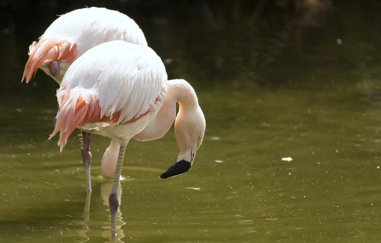 Фото обои птицы, клюв, розовые, фламинго