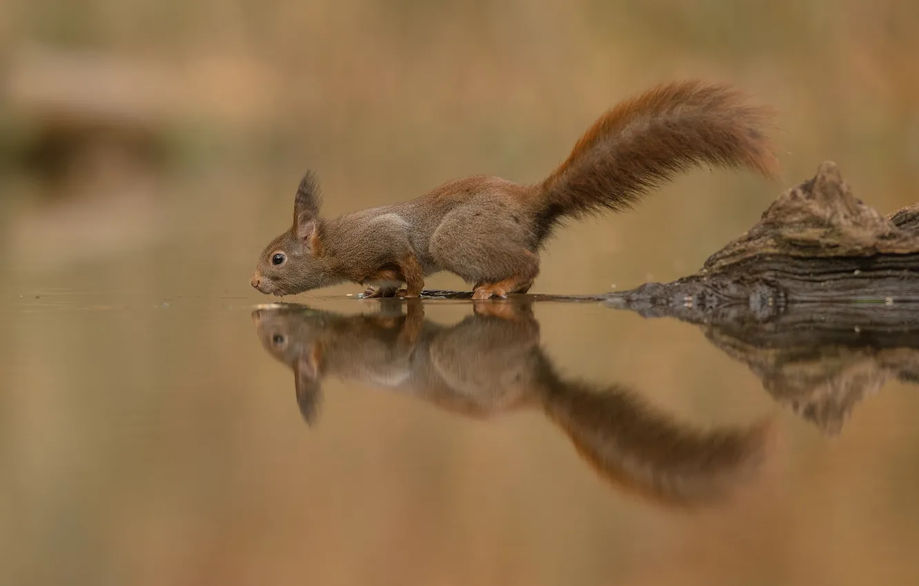 Фото обои вода, отражение, белка, хвост