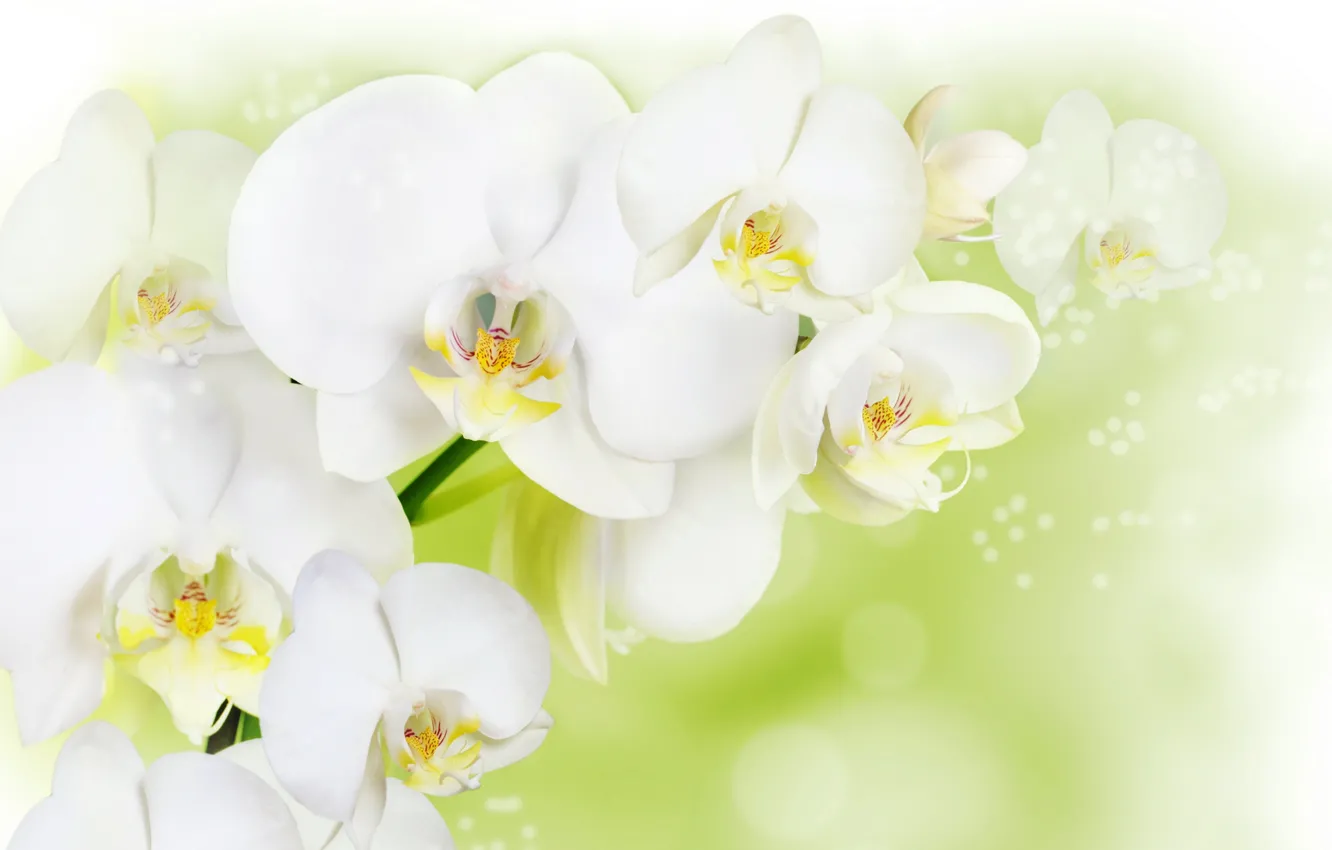 Фото обои цветы, фон, белая орхидея