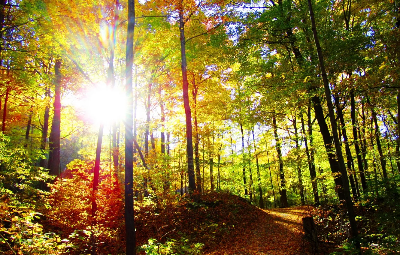 Фото обои осень, лес, солнце, деревья, природа, фото, тропа, лучи света