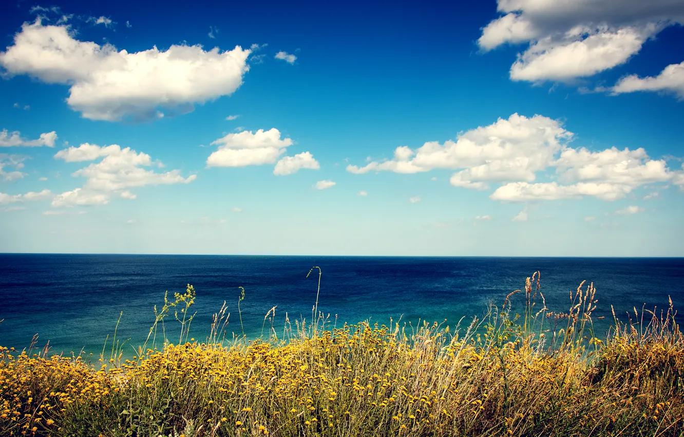 Фото обои море, трава, облака, цветы, берег, вид