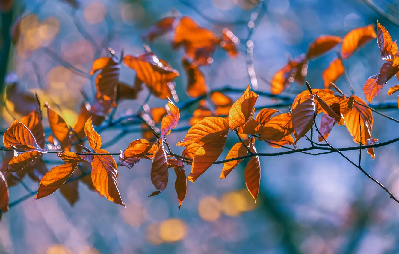 Фото обои осень, свет, ветки, желтые, оранжевые, голубой фон, боке, осенние листья