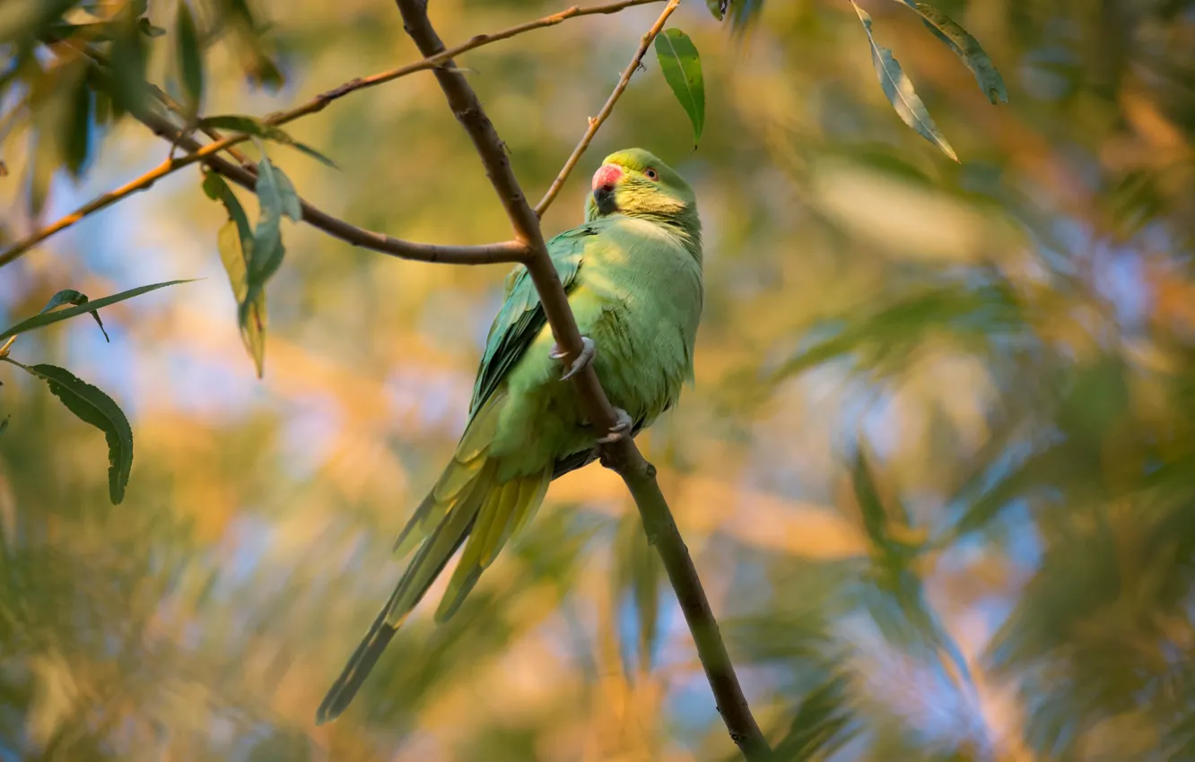 Фото обои листья, ветки, зеленый, птица, попугай, хвост, волнистый, попугайчик