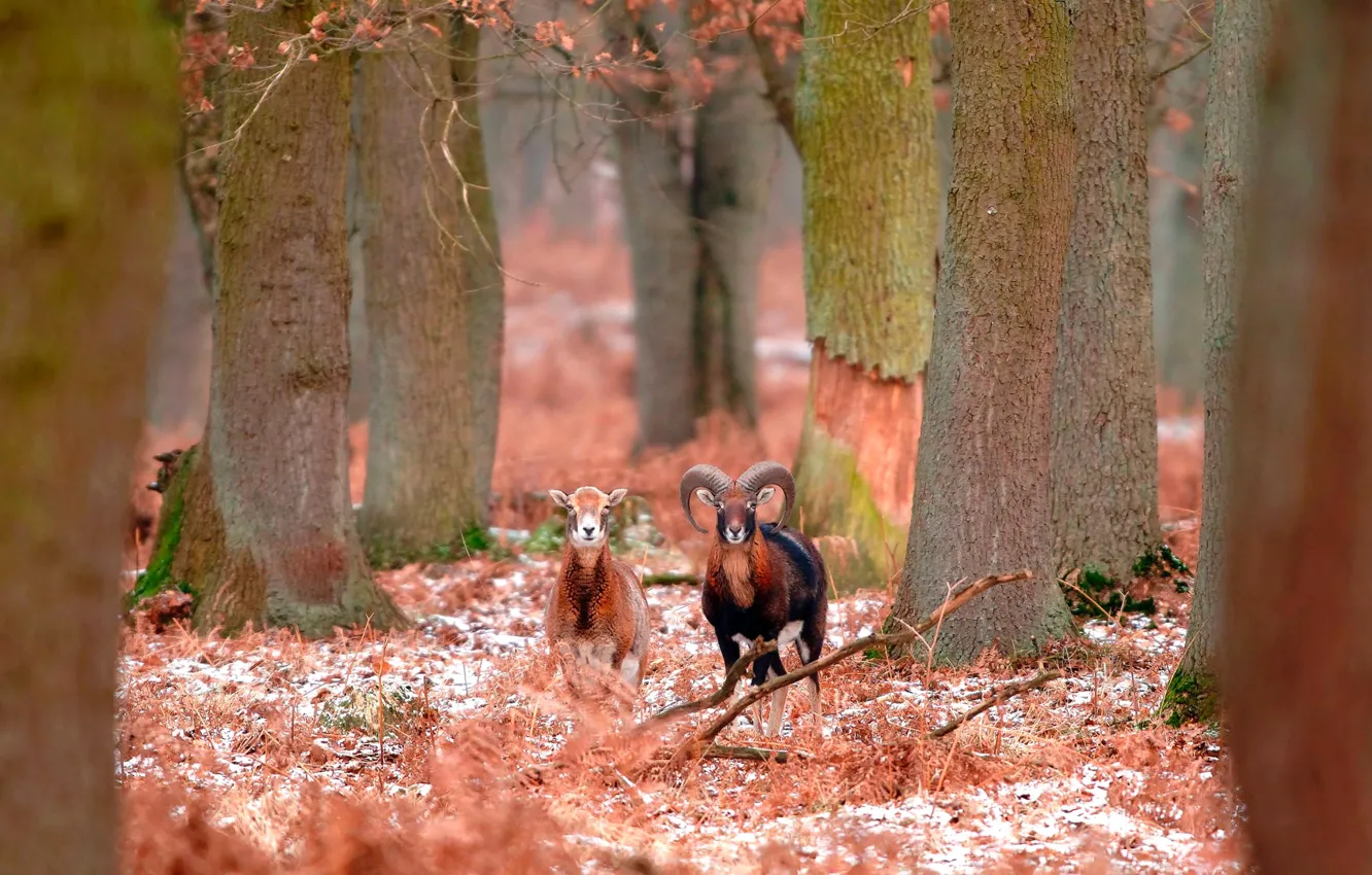 Фото обои зима, лес, Франция, снежный баран