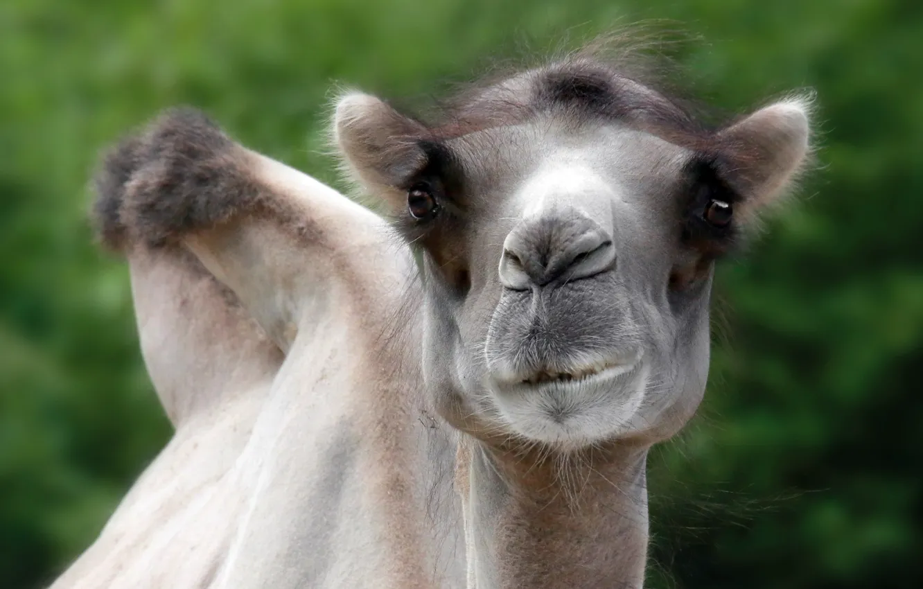 Фото обои природа, фон, верблюд