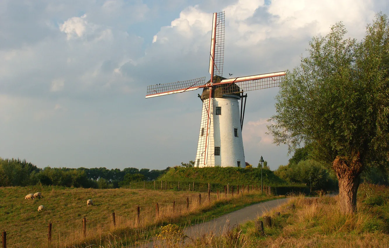 Фото обои Sunset, Belgium, Bruges, White Mill, Sheeps