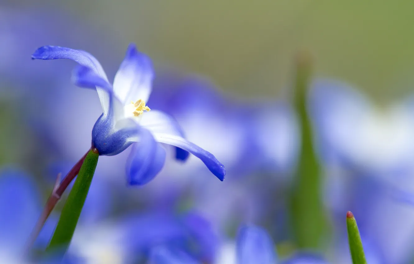 Фото обои листья, синий, Цветок, размытость
