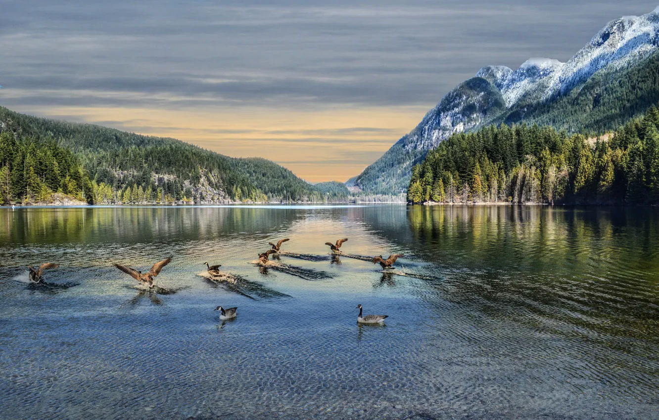 Фото обои небо, горы, птицы, озеро, Канада, гуси