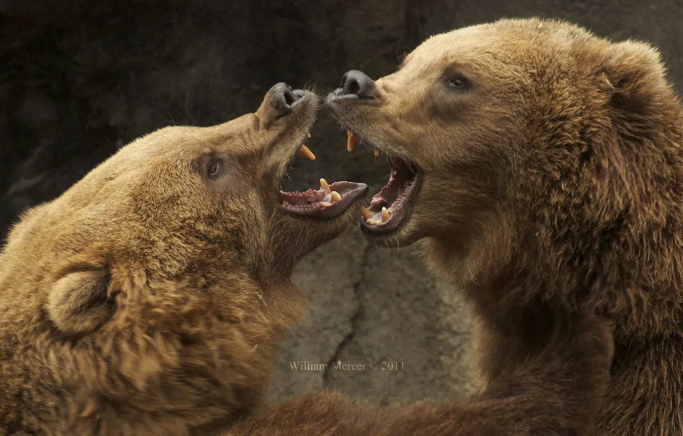 Фото обои медведи, пасть, спарринг