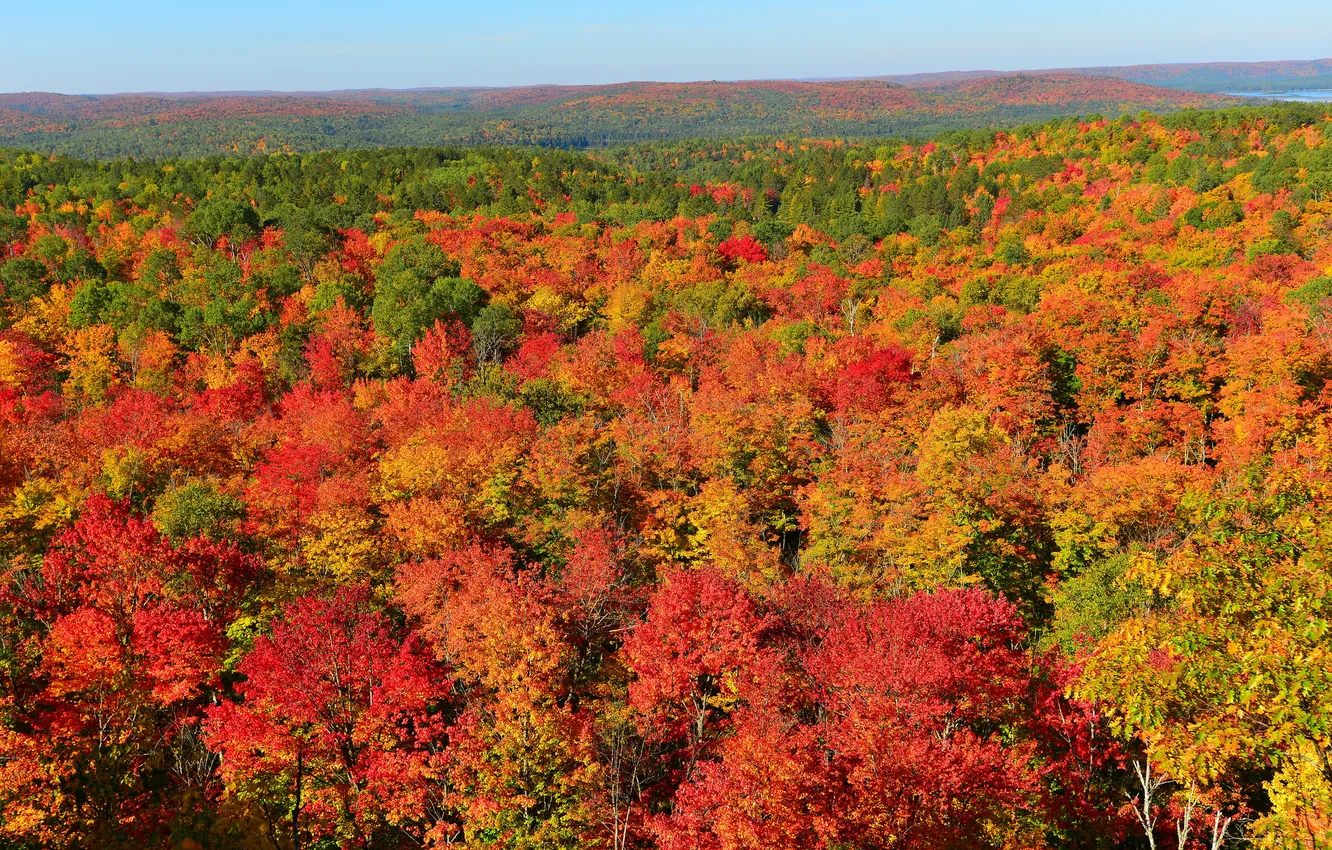 Фото обои осень, лес, небо, деревья, горизонт