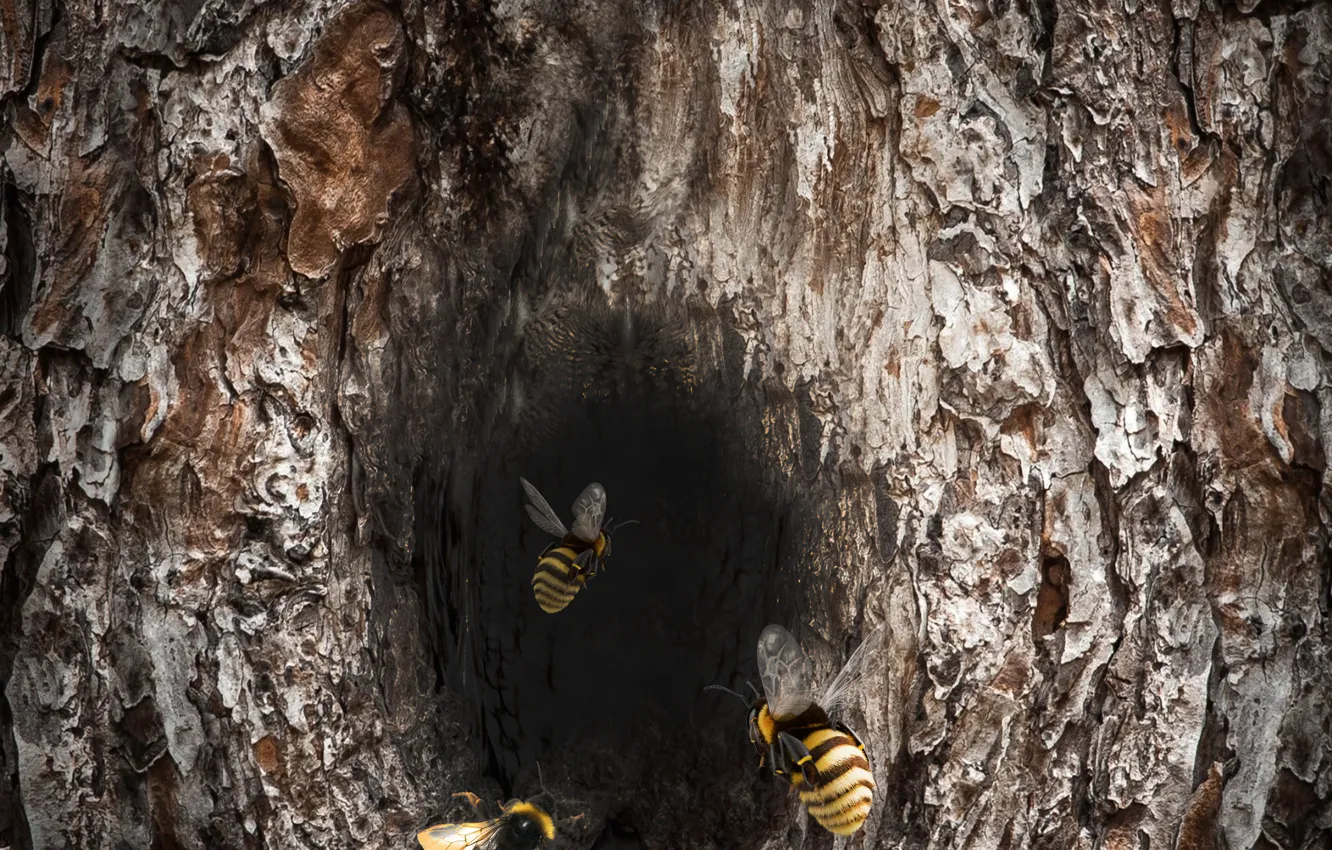 Фото обои insect, bee, log