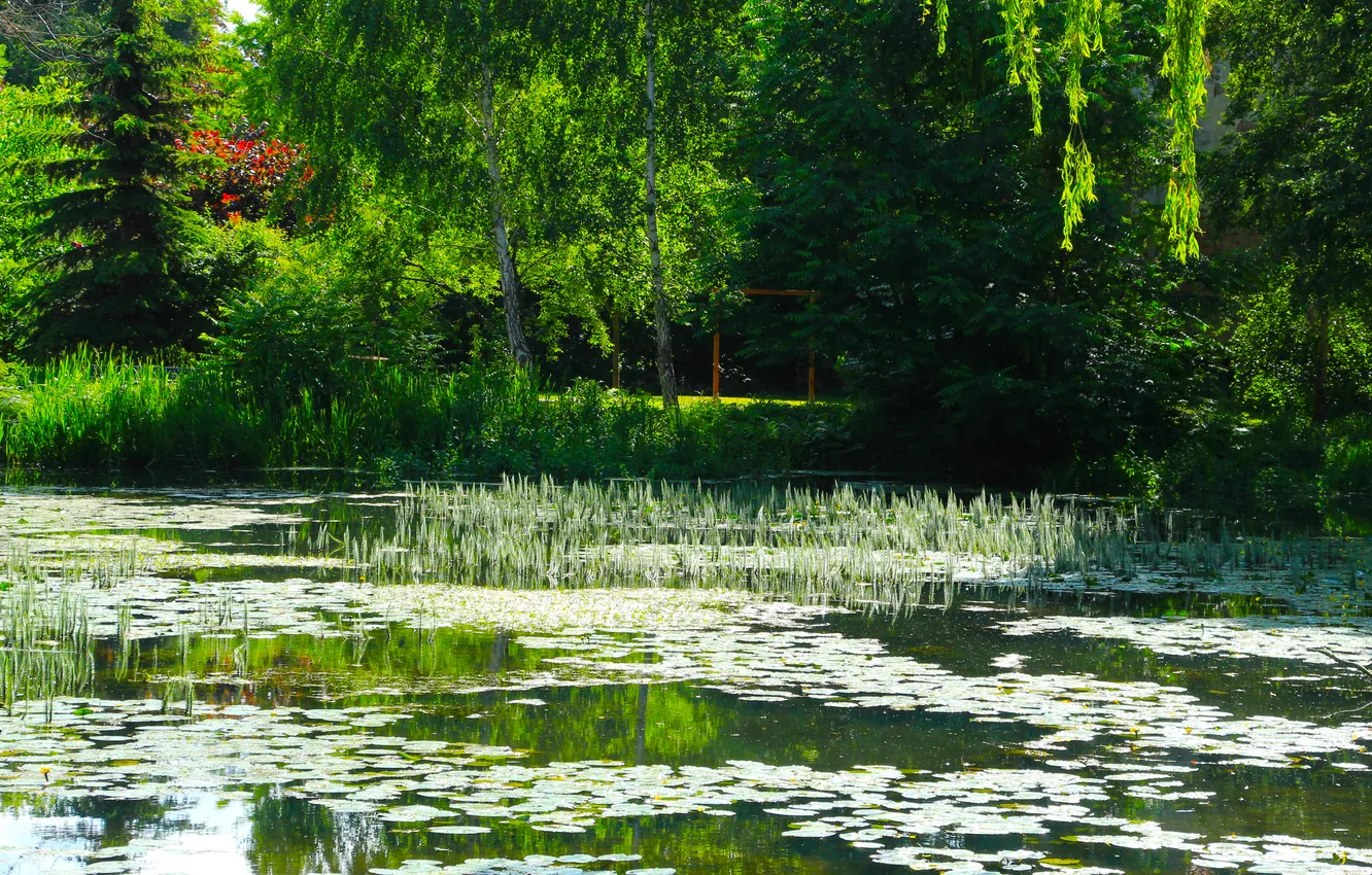 Фото обои water, lake, pond