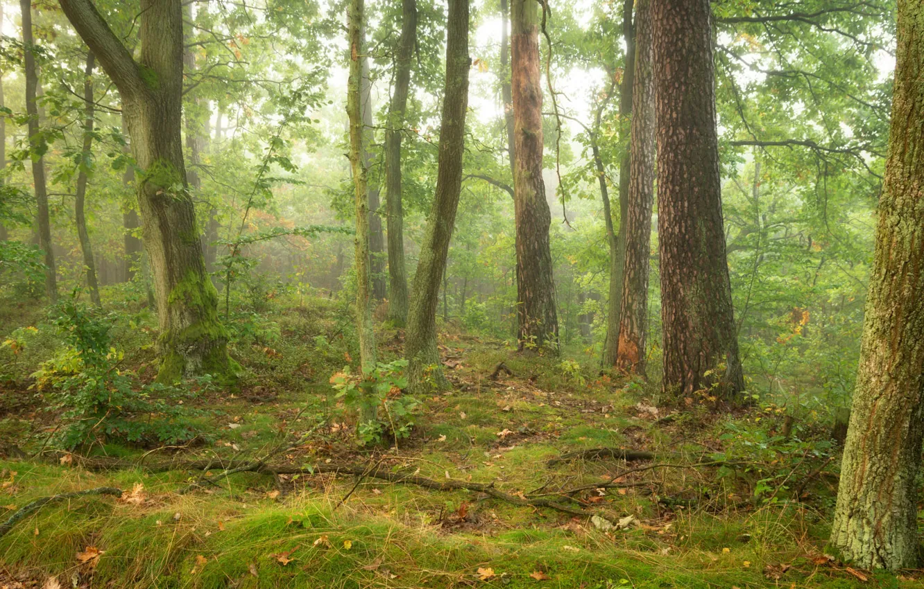 Фото обои зелень, осень, лес, трава, деревья, ветки, природа, туман