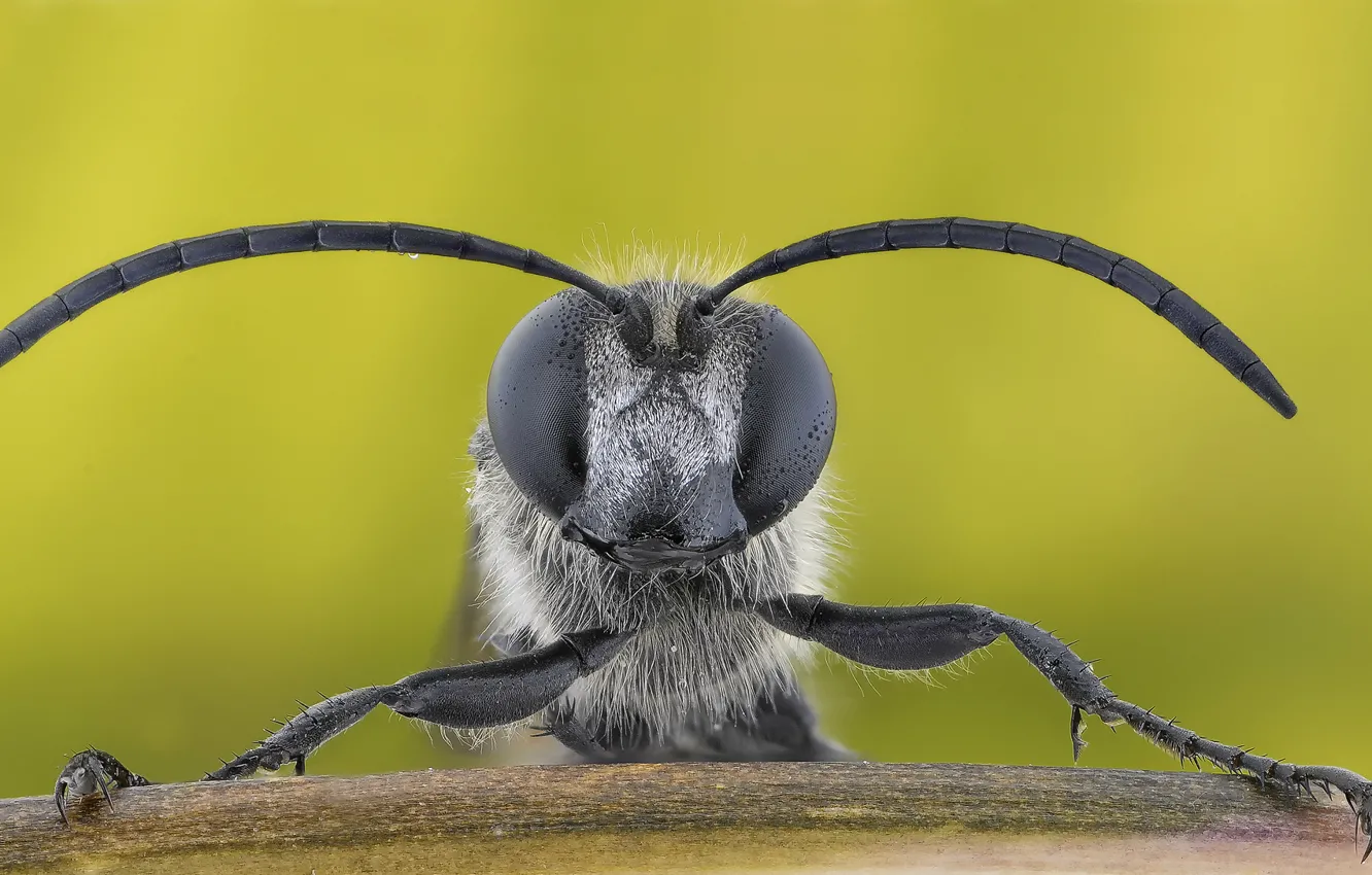 Фото обои макро, пчела, голова, насекомое, усики