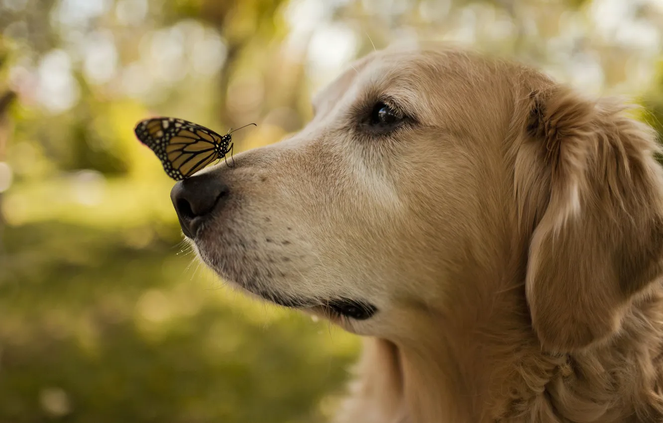Фото обои бабочка, крылья, собака, нос