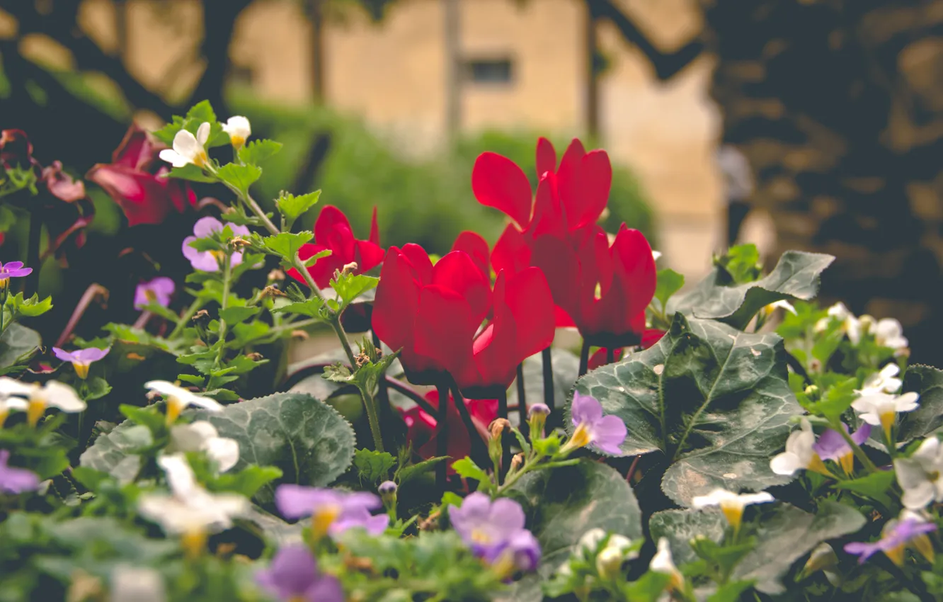 Фото обои цветы, красный, лепестки