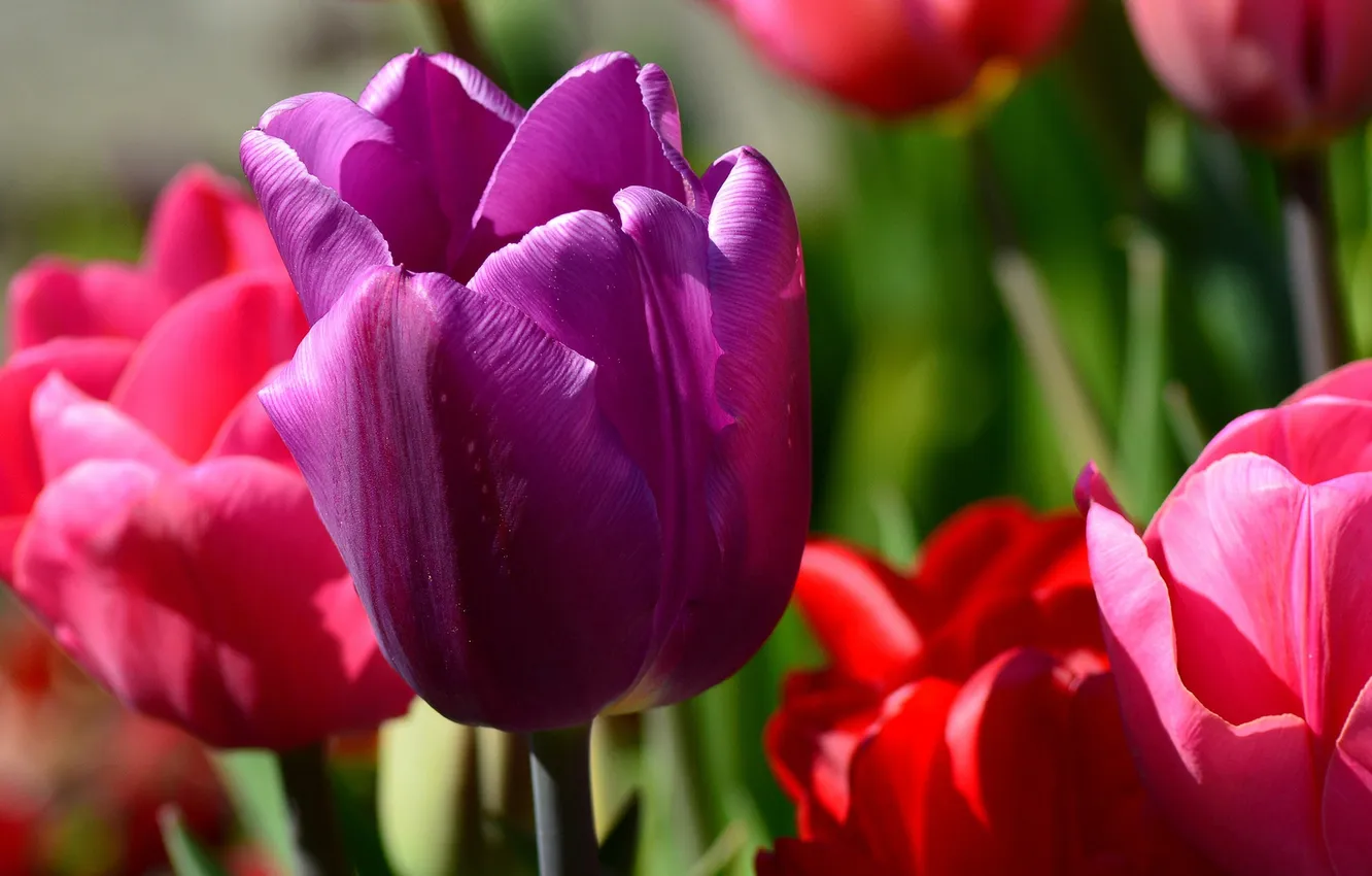 Фото обои макро, лепестки, сад, тюльпаны