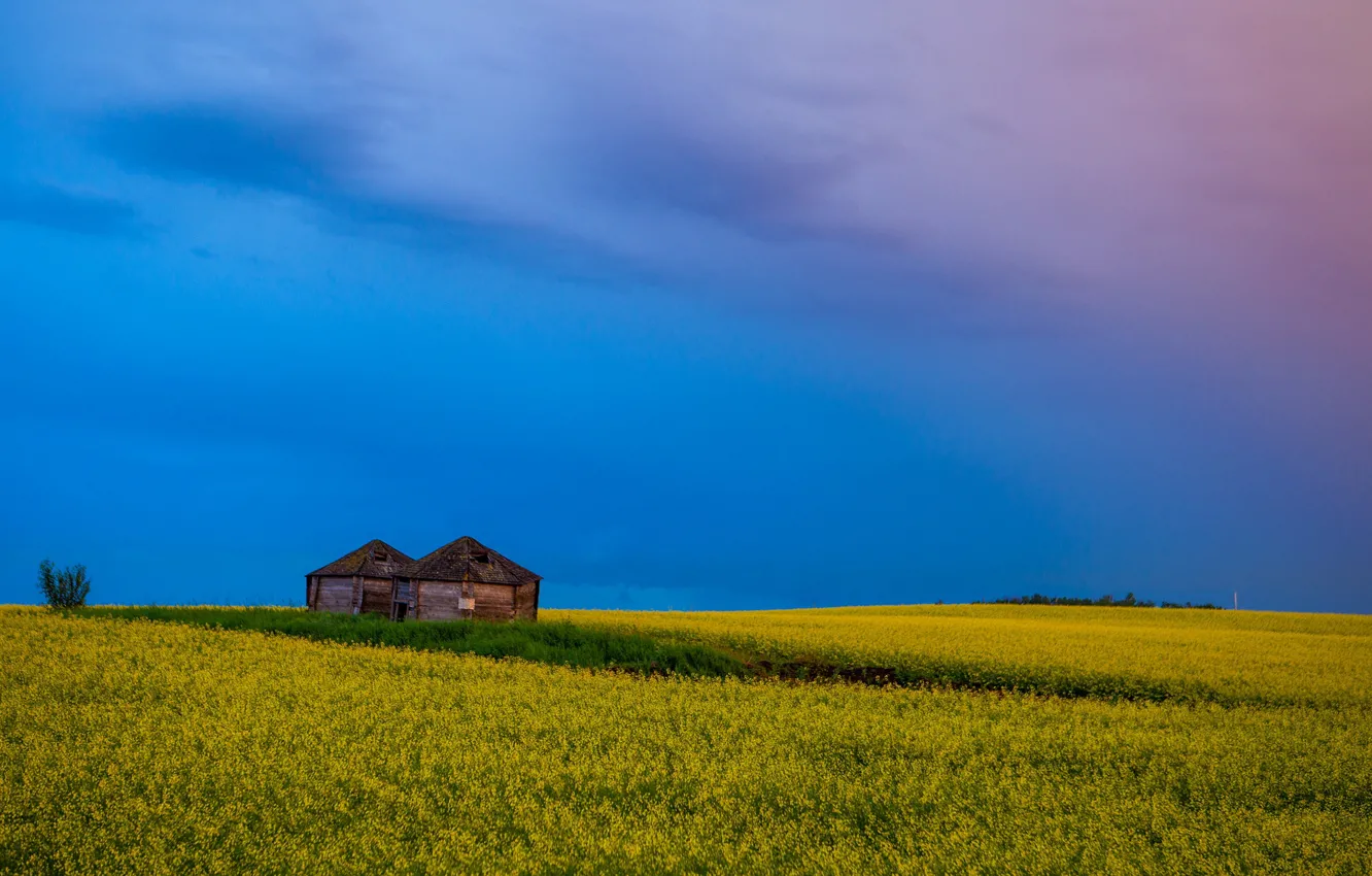 Фото обои поле, цветы, дома, рапс
