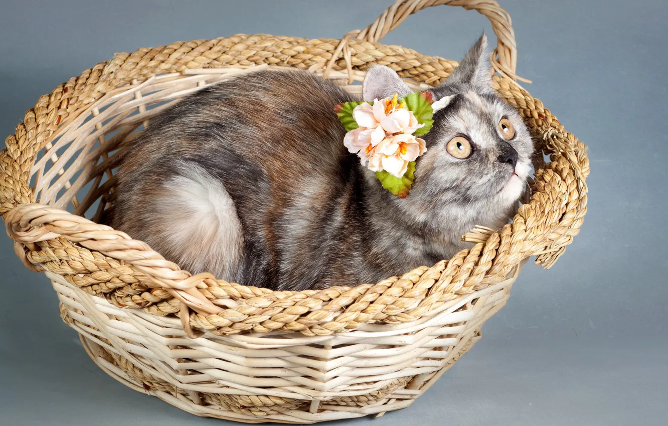 Фото обои кошка, цветок, взгляд, поза, котенок, украшение, серая, серый фон