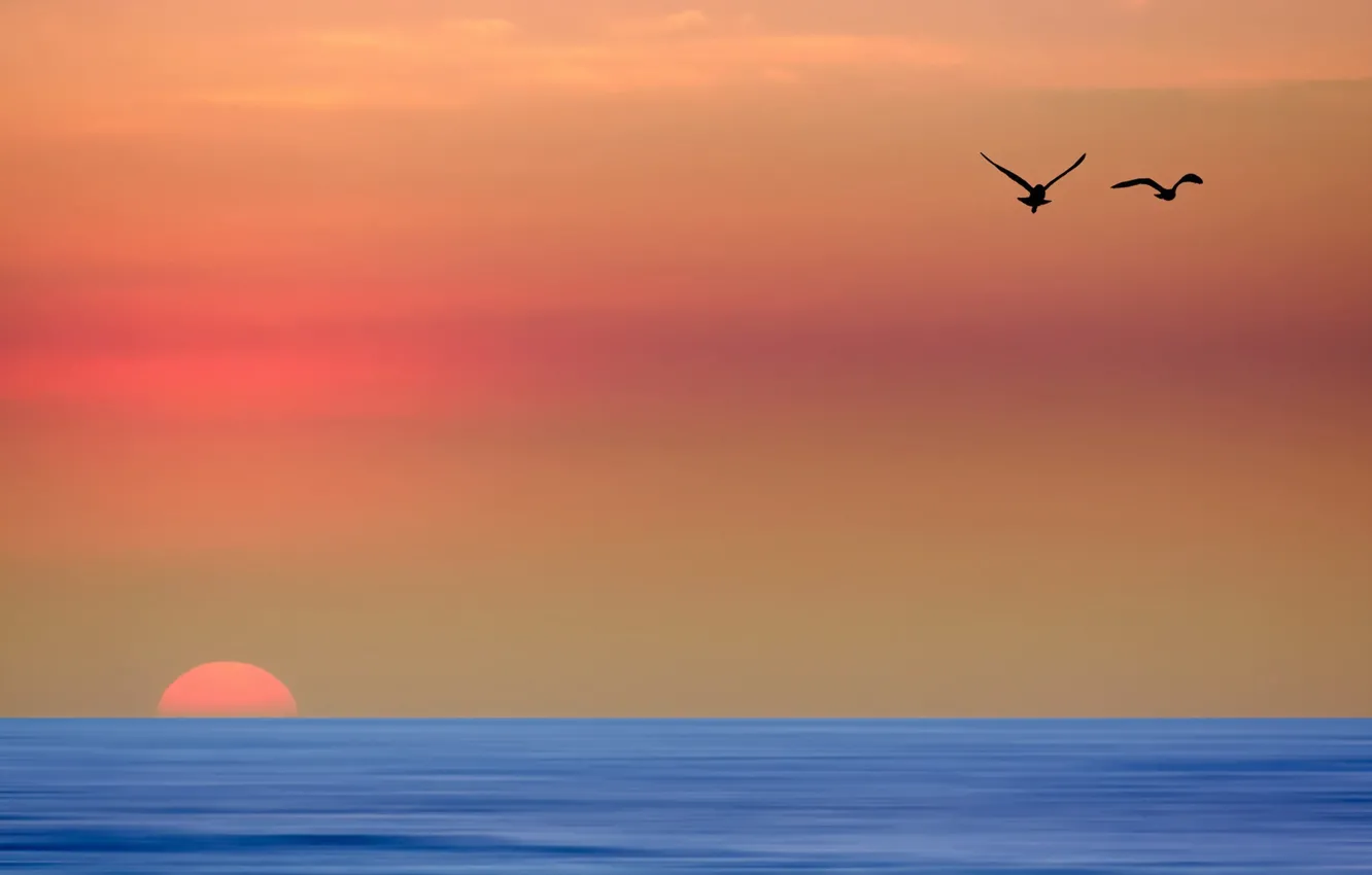 Фото обои море, пейзаж, закат, птицы