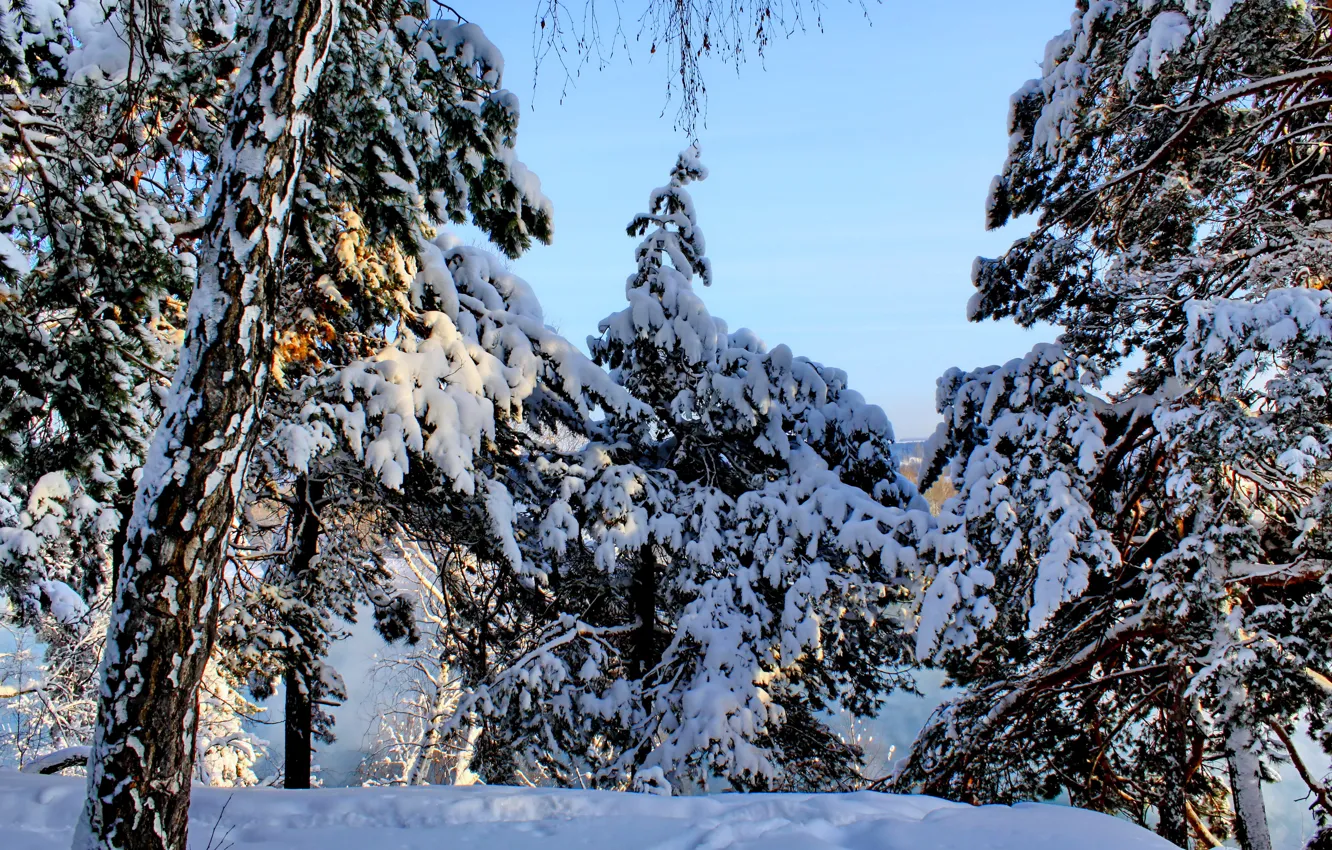 Фото обои зима, лес, небо, снег, деревья, ель